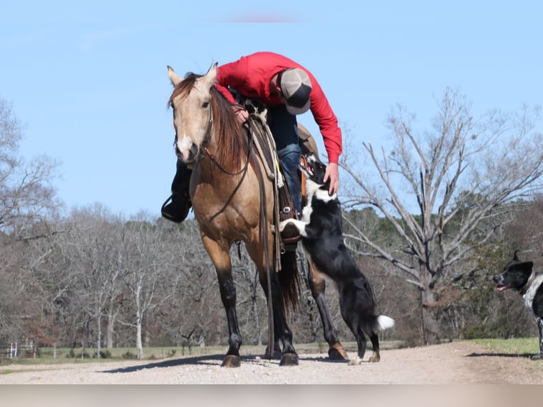 Quarter horse américain Étalon 3 Ans 152 cm Buckskin in Wells, TX