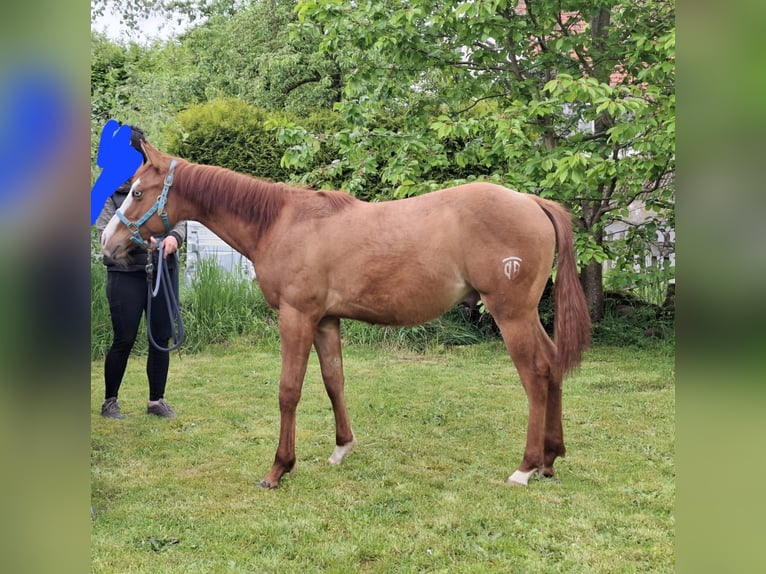 Quarter horse américain Étalon 3 Ans 154 cm Alezan dun in Oberthulba