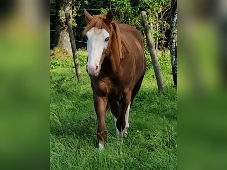 Quarter horse américain Étalon 3 Ans 155 cm Alezan brûlé in Eberbach