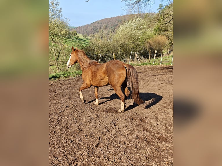 Quarter horse américain Étalon 3 Ans 155 cm Alezan in Klingenberg am Main