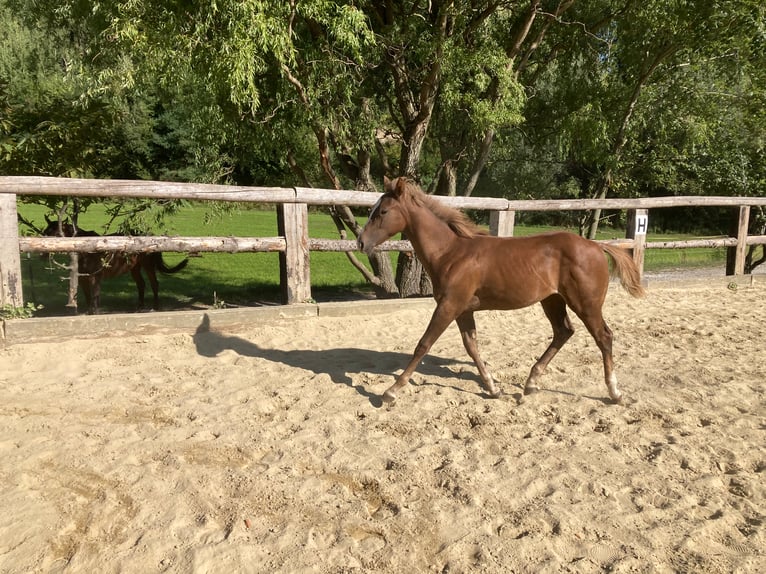 Quarter horse américain Étalon 3 Ans 155 cm Rabicano in Rohrdorf