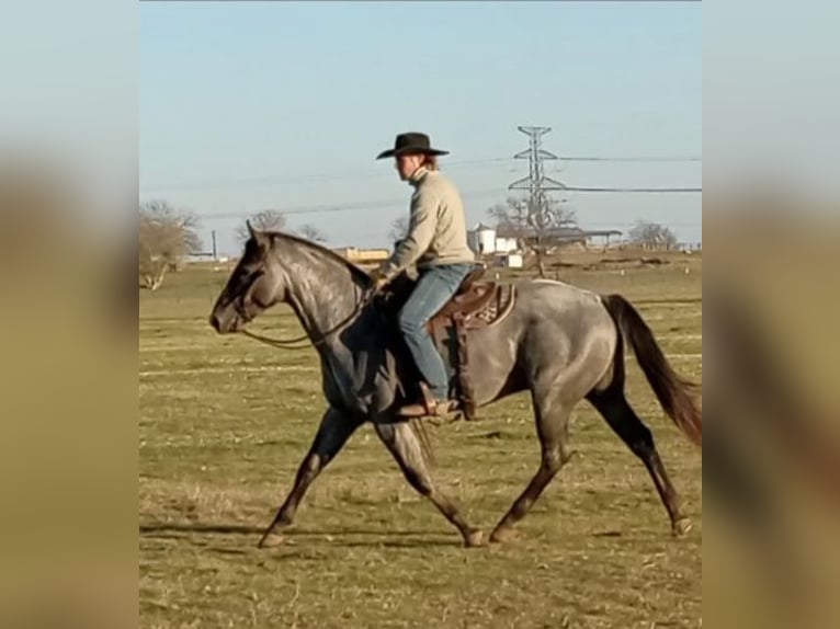 Quarter horse américain Étalon 3 Ans 157 cm Rouan Bleu in Gainesville, TX