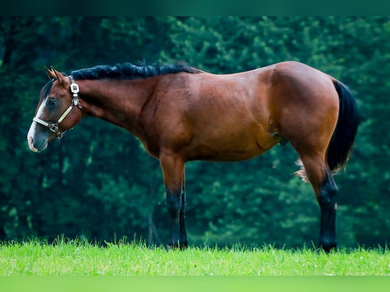 Quarter horse américain Étalon 3 Ans 160 cm Bai in Soyen