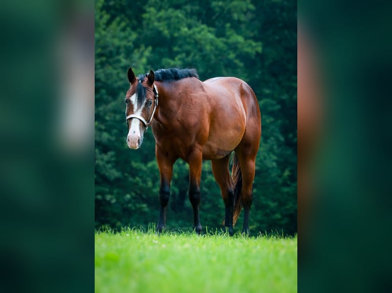 Quarter horse américain Étalon 3 Ans 160 cm Bai in Soyen
