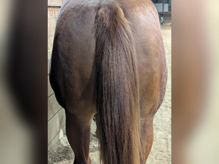 Quarter horse américain Étalon 3 Ans 163 cm Alezan cuivré in Montpelier