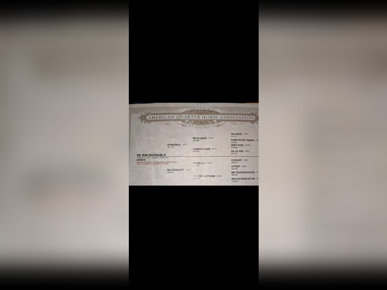 Quarter horse américain Étalon 3 Ans 163 cm Alezan cuivré in Montpelier