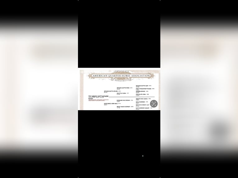 Quarter horse américain Étalon 3 Ans Alezan brûlé in Gainesville