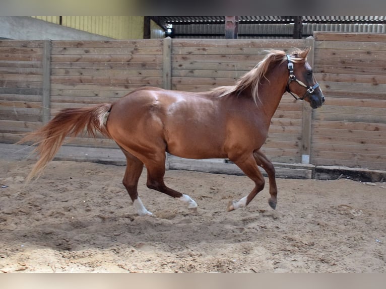 Quarter horse américain Étalon 3 Ans Alezan in Petit-Tenquin