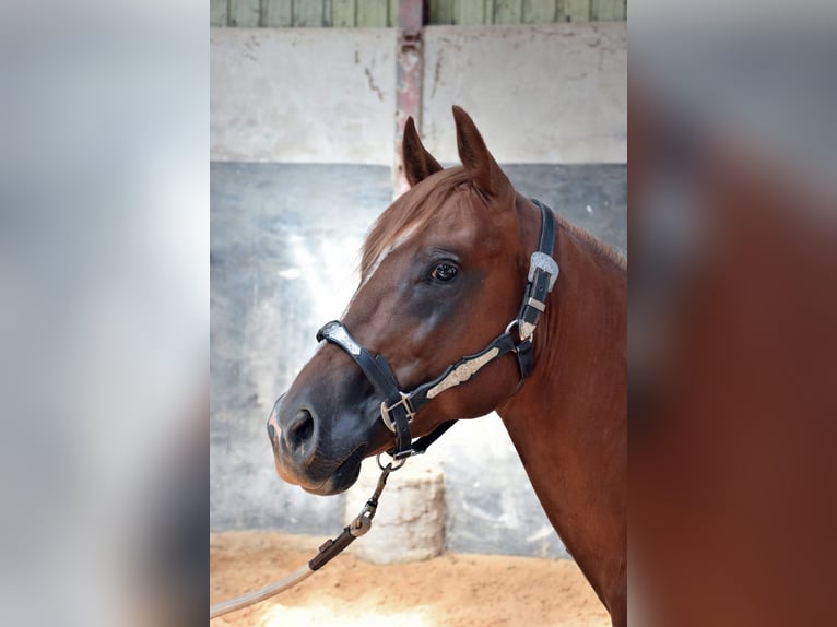 Quarter horse américain Étalon 3 Ans Alezan in Petit-Tenquin
