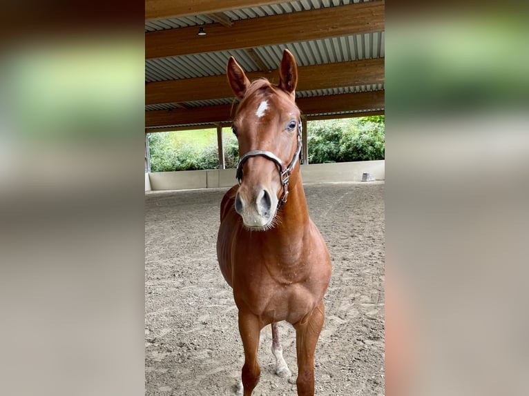 Quarter horse américain Étalon 3 Ans Alezan in Rheinfelden