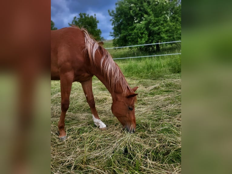 Quarter horse américain Étalon 3 Ans Alezan in Rheinfelden