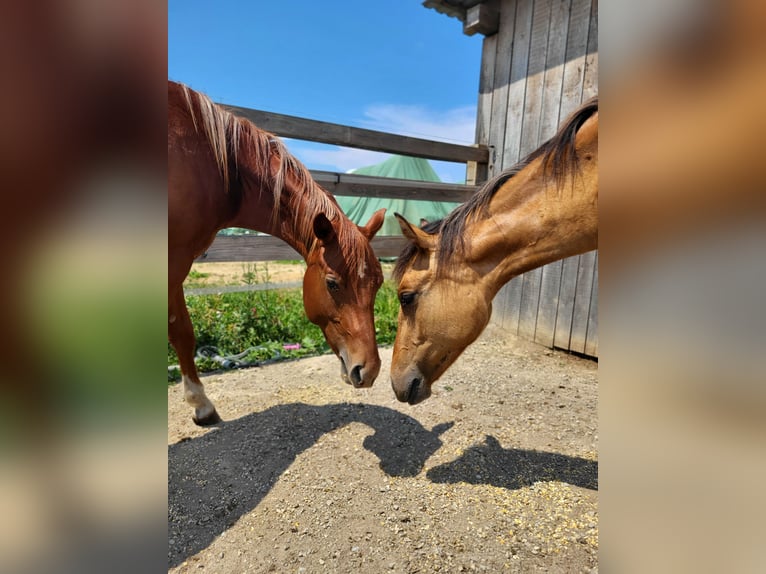 Quarter horse américain Étalon 3 Ans Alezan in Rheinfelden
