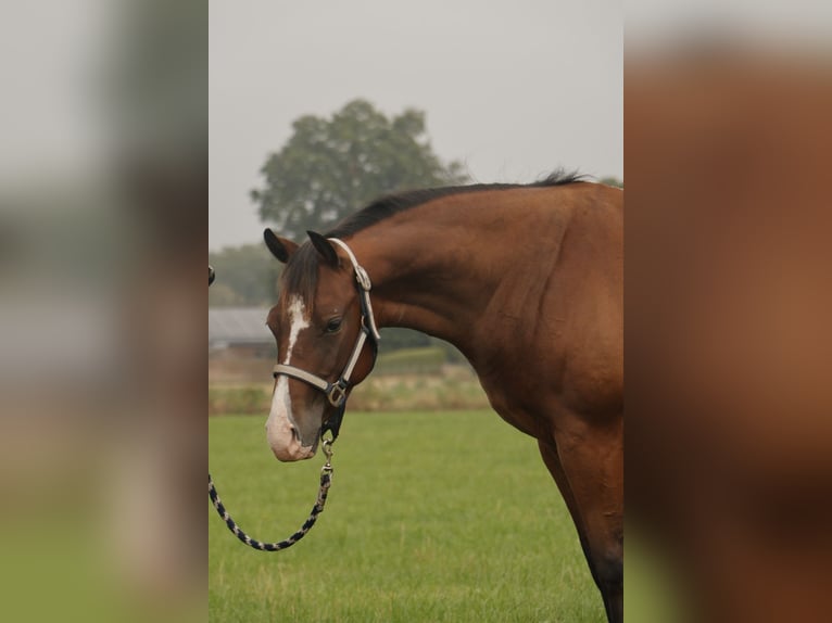 Quarter horse américain Étalon 3 Ans Bai in Haren