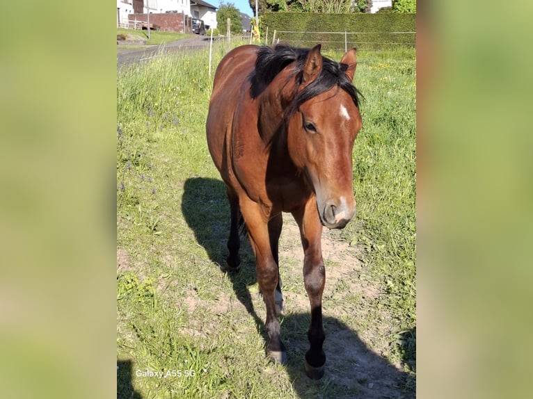 Quarter horse américain Étalon 3 Ans Bai in Frankfurt am Main