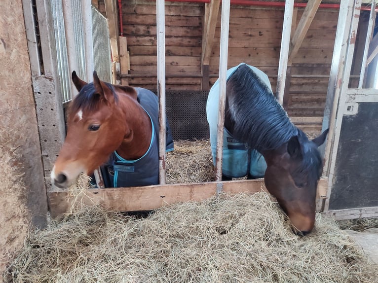 Quarter horse américain Étalon 3 Ans Bai in Frankfurt am Main