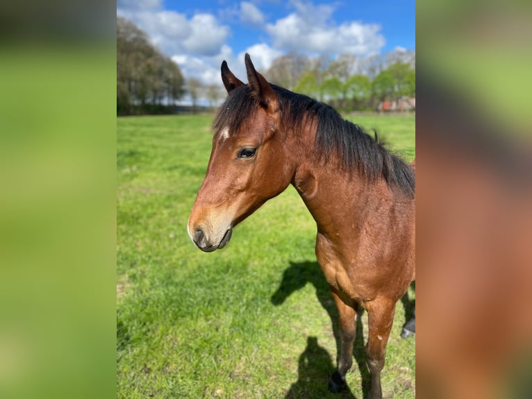 Quarter horse américain Étalon 3 Ans Bai in Frankfurt am Main