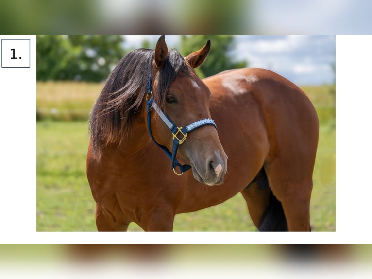 Quarter horse américain Étalon 3 Ans Bai in Wiesbaden