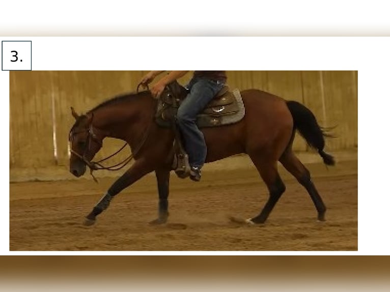 Quarter horse américain Étalon 3 Ans Bai in Wiesbaden