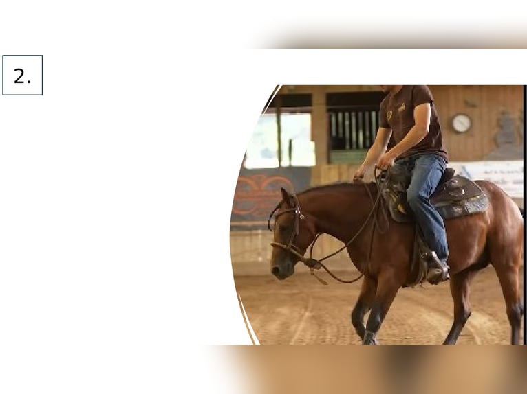 Quarter horse américain Étalon 3 Ans Bai in Wiesbaden