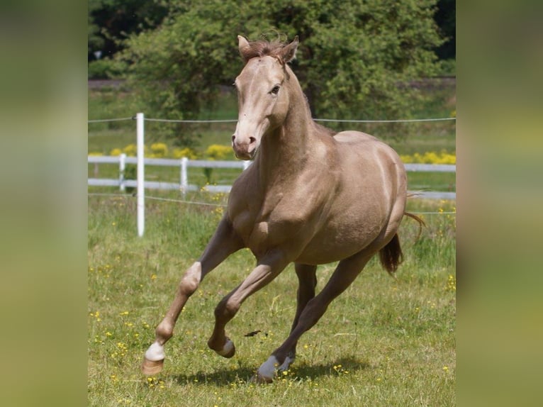 Quarter horse américain Étalon 3 Ans Champagne in Frankfurt
