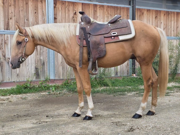 Quarter horse américain Étalon 3 Ans Palomino in Bari