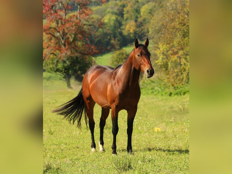 Quarter horse américain Étalon 4 Ans 140 cm  in Waldshut-Tiengen