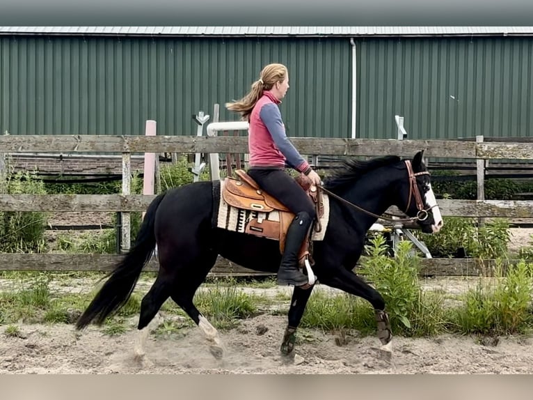 Quarter horse américain Étalon 4 Ans 140 cm Noir in Barneveld