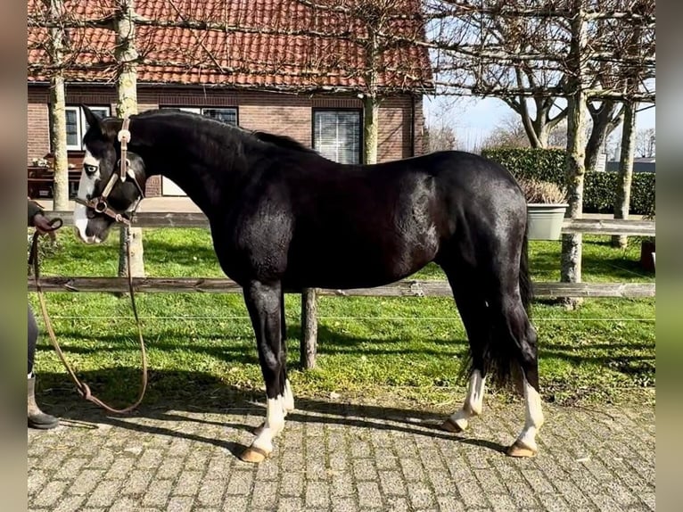 Quarter horse américain Étalon 4 Ans 140 cm Noir in Barneveld