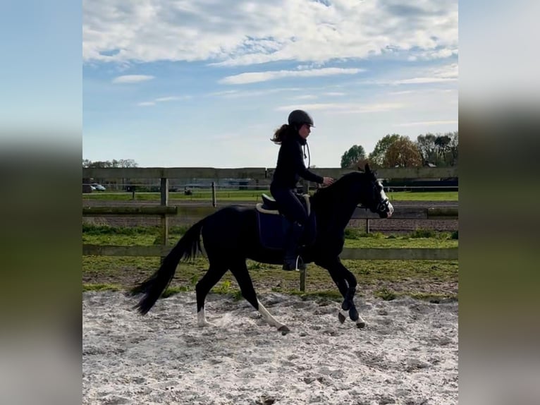 Quarter horse américain Étalon 4 Ans 140 cm Noir in Barneveld
