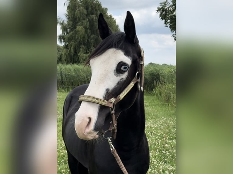 Quarter horse américain Étalon 4 Ans 140 cm Noir in Barneveld