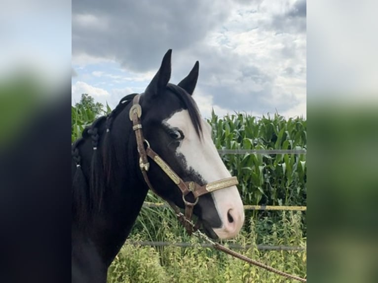 Quarter horse américain Étalon 4 Ans 140 cm Noir in Barneveld