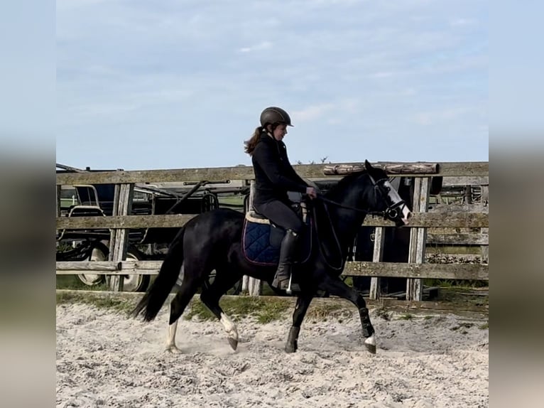 Quarter horse américain Étalon 4 Ans 140 cm Noir in Barneveld
