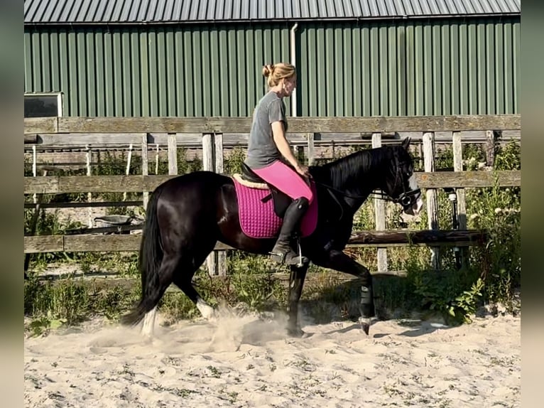 Quarter horse américain Étalon 4 Ans 141 cm Noir in Barneveld