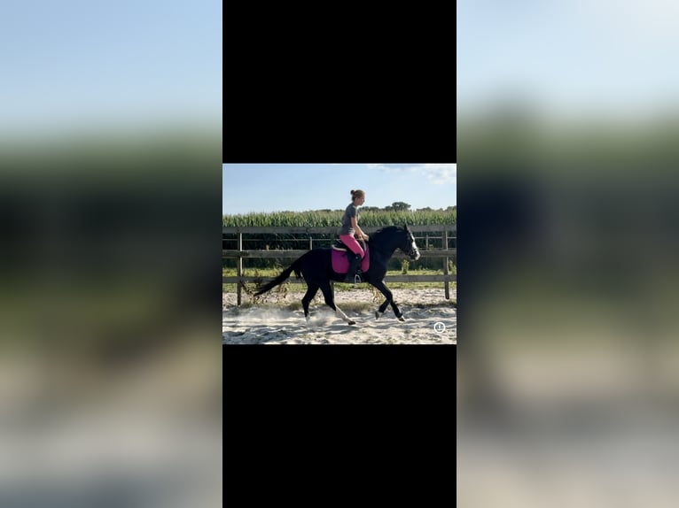 Quarter horse américain Étalon 4 Ans 141 cm Noir in Barneveld