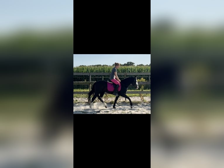 Quarter horse américain Étalon 4 Ans 141 cm Noir in Barneveld