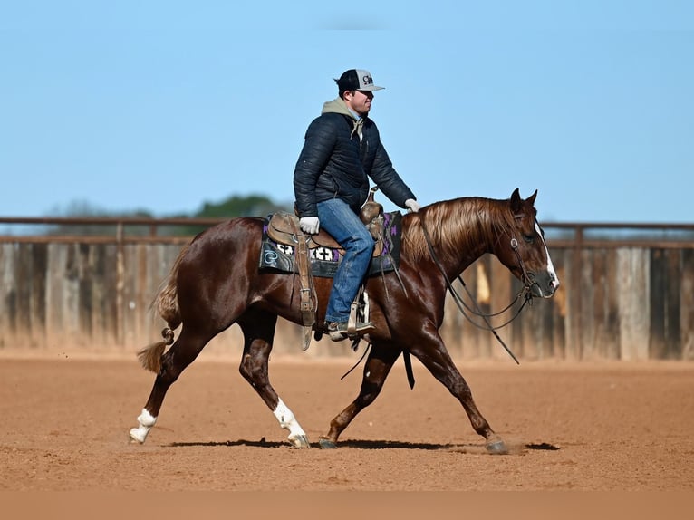 Quarter horse américain Étalon 4 Ans 147 cm Alezan cuivré in Waco