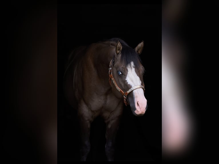 Quarter horse américain Étalon 4 Ans 149 cm Grullo in Lalling