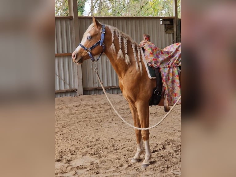 Quarter horse américain Étalon 4 Ans 150 cm Palomino in Wittlich