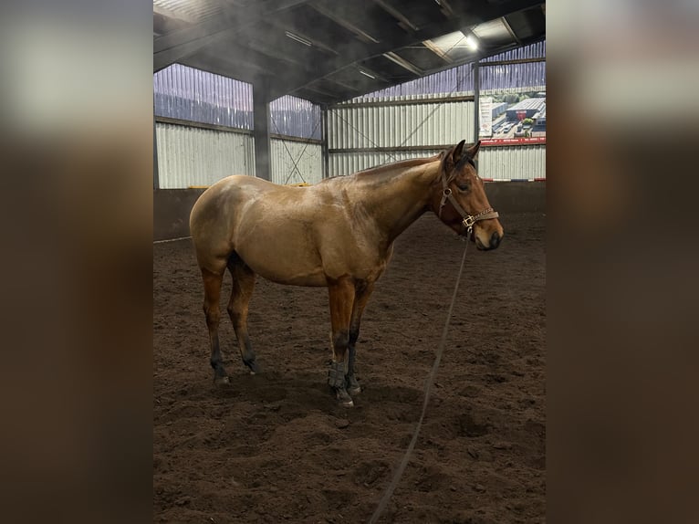 Quarter horse américain Étalon 4 Ans 152 cm Bai in Haren