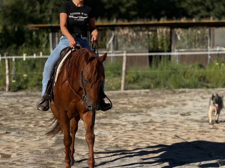 Quarter horse américain Étalon 4 Ans 155 cm Alezan in Samolaco