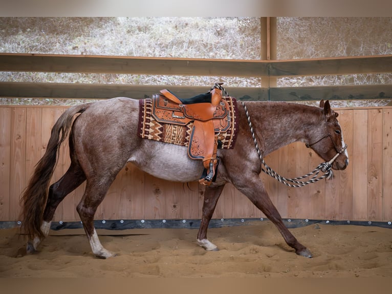Quarter horse américain Étalon 4 Ans 155 cm Rouan Rouge in Prague