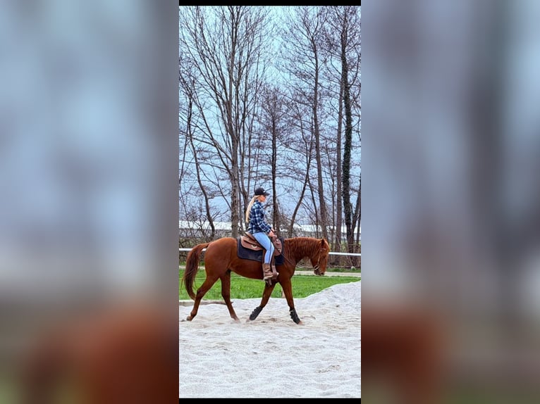Quarter horse américain Étalon 4 Ans 156 cm Alezan in Samolaco