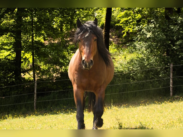 Quarter horse américain Croisé Étalon 5 Ans 143 cm Bai in Aufseß