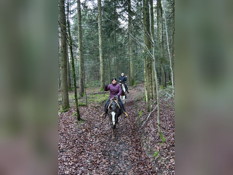 Quarter horse américain Étalon 5 Ans 147 cm Alezan brûlé in Schaufling