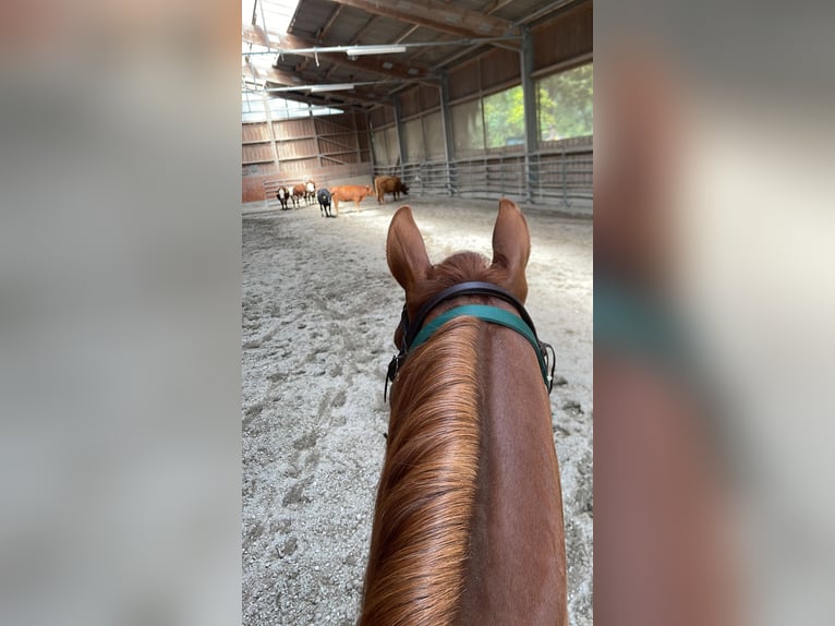 Quarter horse américain Étalon 5 Ans 147 cm Alezan in Bexbach