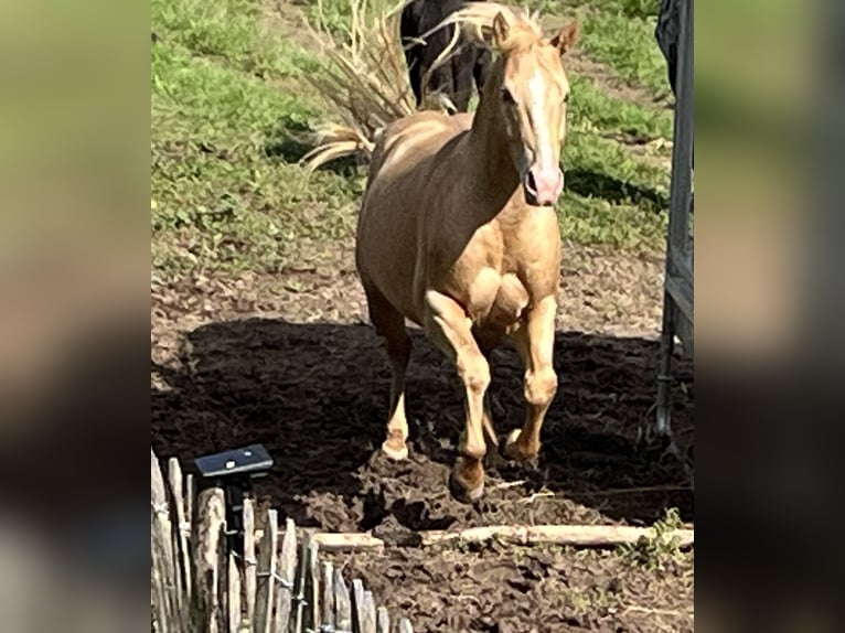 Quarter horse américain Étalon 5 Ans 147 cm Champagne in Lormes