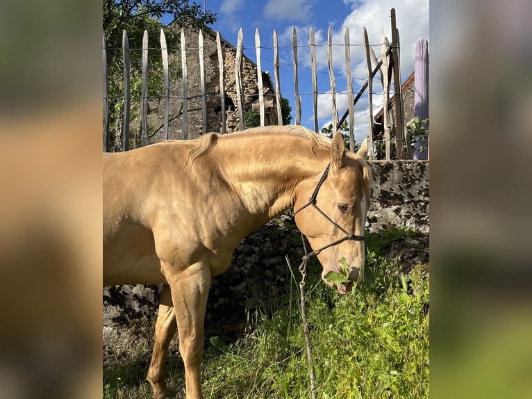 Quarter horse américain Étalon 5 Ans 147 cm Champagne in Lormes
