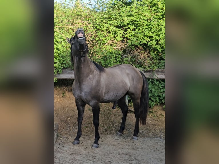 Quarter horse américain Étalon 5 Ans 148 cm Grullo in Weilmünster