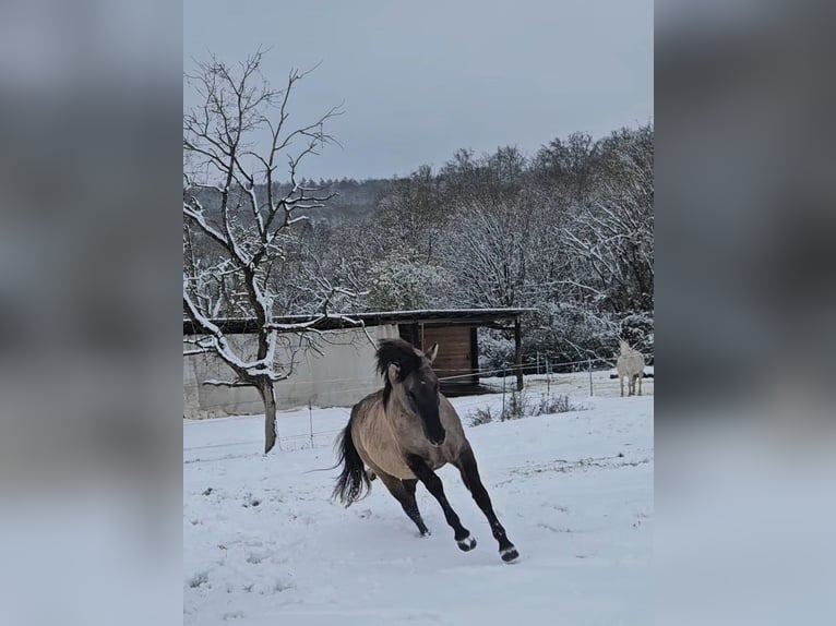 Quarter horse américain Étalon 5 Ans 148 cm Grullo in Weilmünster
