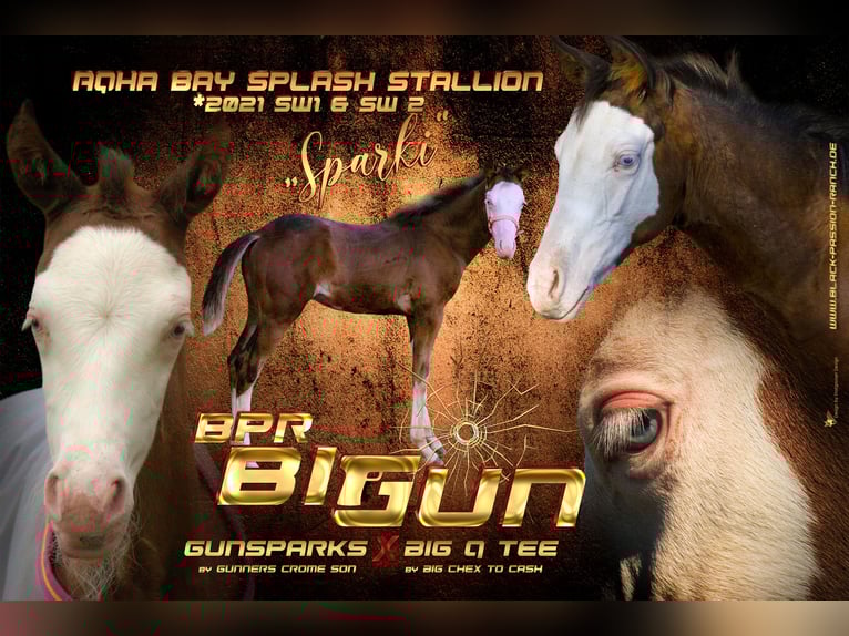 Quarter horse américain Étalon 5 Ans 150 cm Overo-toutes couleurs in Mellingen